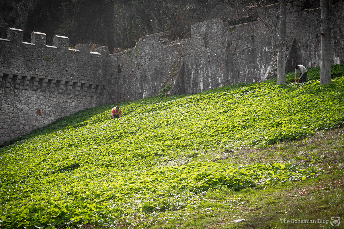 Gwrych Castle 3