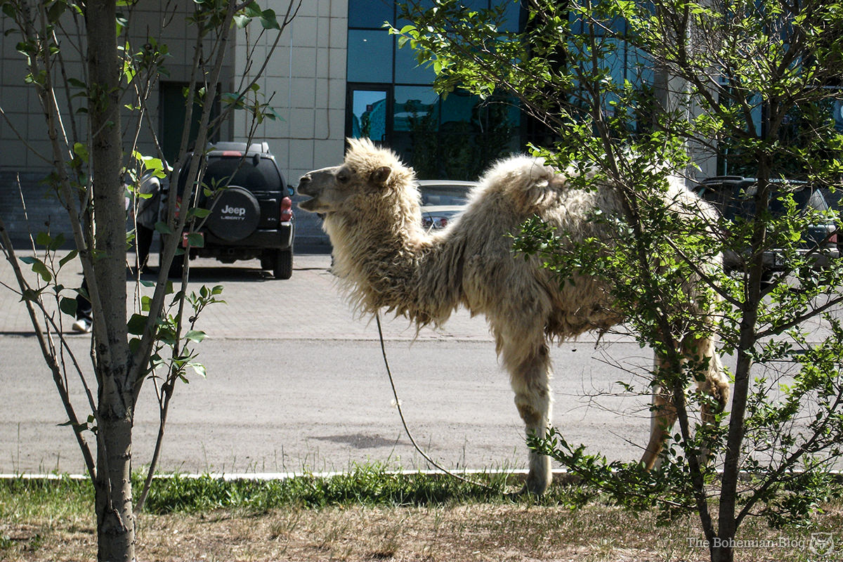 In Astana, Kazakhstan, a camel grazes the carpark outside a shopping centre.