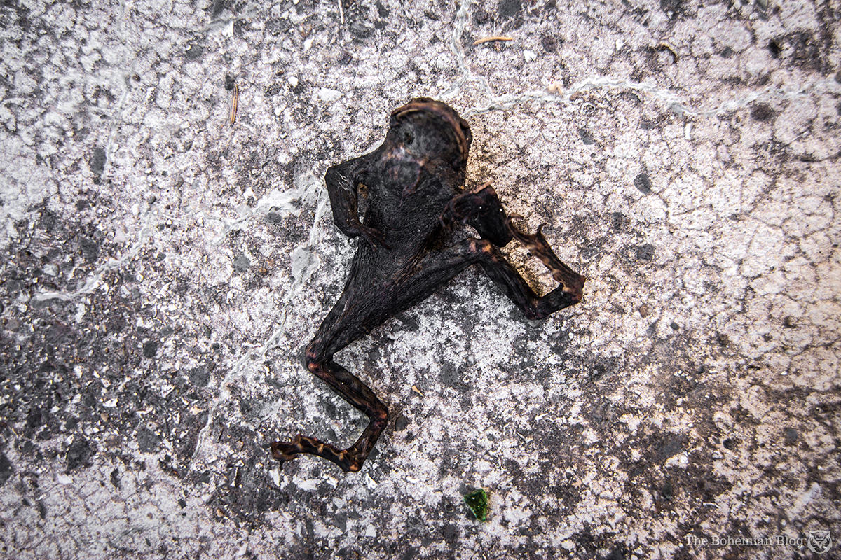 A dead frog found inside the monument – one of many dozens that litter the memorial space.